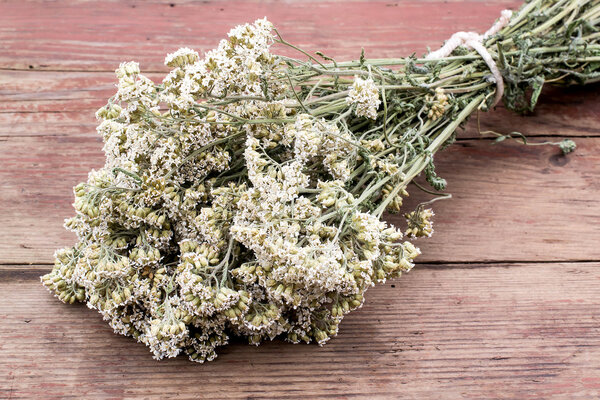 Medicinal Plants: dried flowers medicinal yarrow 