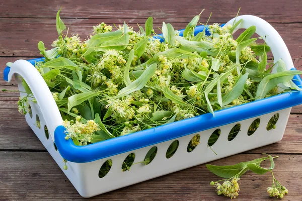 Muchas flores de tilo en una cesta para la medicina herbal — Foto de Stock