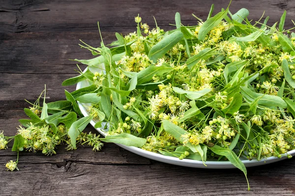 Травяная медицина: цветы липы, собранные для сушки — стоковое фото