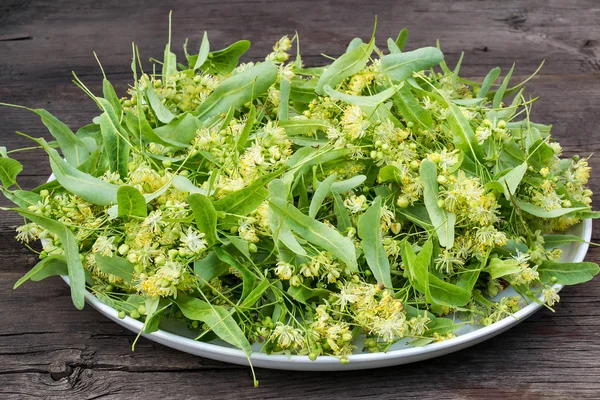 Flores de tilo en un plato grande para la medicina herbal — Foto de Stock