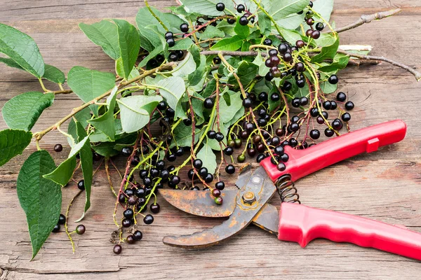 Tesouras de jardim e ramos de cereja de pássaro com bagas maduras — Fotografia de Stock