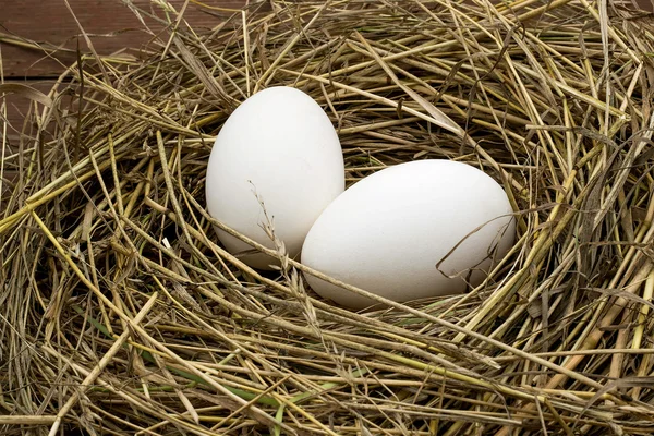 Two goose eggs lie in a nest of hay Stock Photo