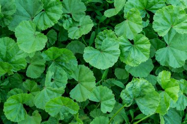 Medicinal herb lady's mantle  clipart