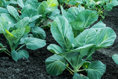 Lahana bahçesinde siyah topraklarında büyüyor 