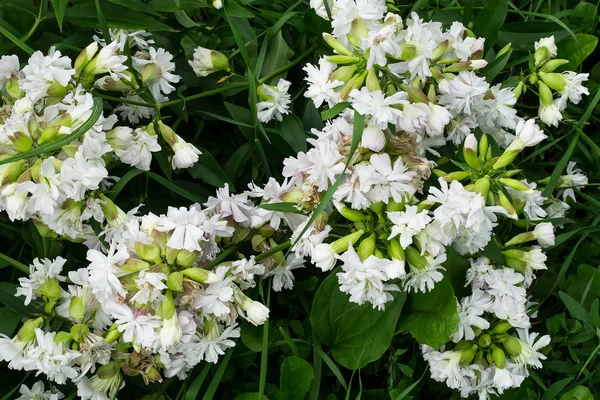 Saponaria officinalis en fleurs (herbe à savon) ) — Photo