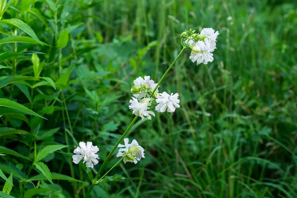 Saponaria officinalis ramo com flores no ambiente natural — Fotografia de Stock