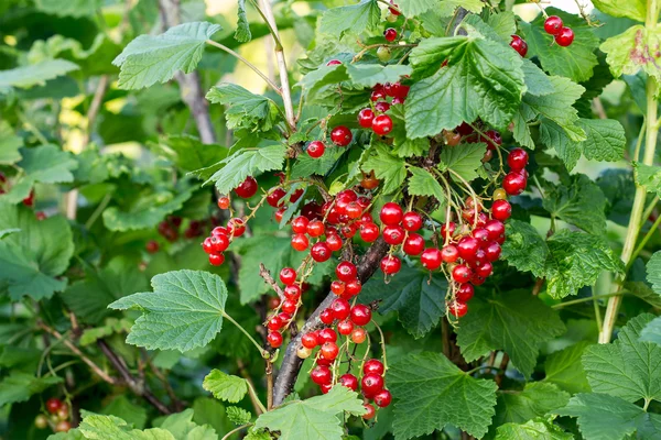 Röda vinbär mognad på busken i trädgården — Stockfoto