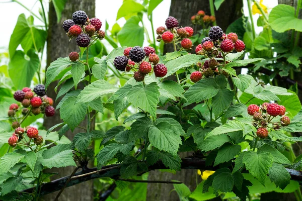 Framboesas pretas (Rubus occidentalis) amadurecendo no ramo em — Fotografia de Stock
