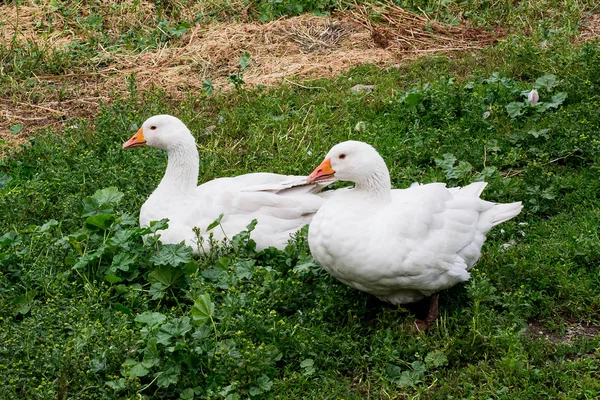 Dois gansos brancos sentados na grama no quintal — Fotografia de Stock