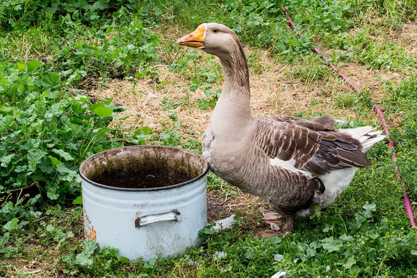 O ganso grande em torno de uma panela velha com água — Fotografia de Stock