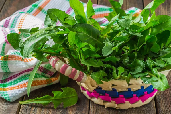 Plantes utiles : feuilles de pissenlit pour une salade — Photo