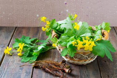 Celandine - a medicinal plant for herbal 