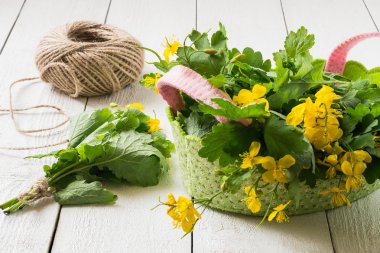 Preparation of medicinal plants - celandine for drying 