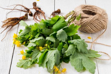 Celandine in bundles and roots for drying 