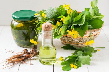 Celandine, oil, tincture and roots for herbal medicine 
