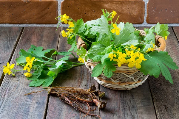 Plantas medicinales - celidonia (tallos y raíces ) — Foto de Stock