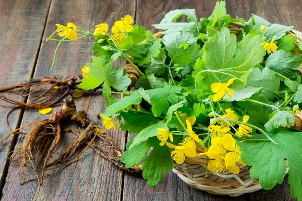 Harvesting for celandine herbal — 图库照片