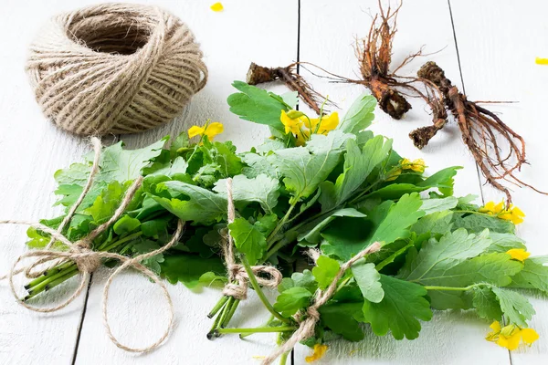 Bunches of celandine and roots - harvesting for herbal medicine — Stockfoto