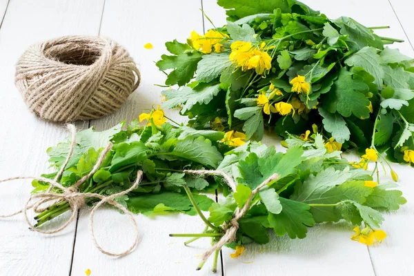 Harvesting celandine for herbal medicine — 图库照片