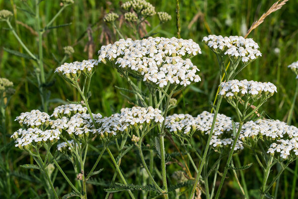 Yarrow grows on the meadow 