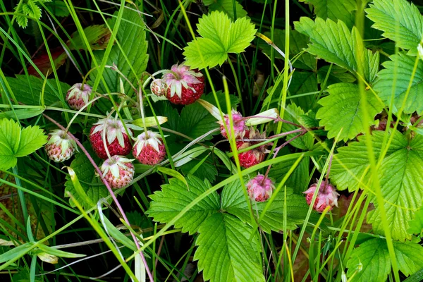 Ripe wild strawberries growing in the grass — Stock Photo, Image