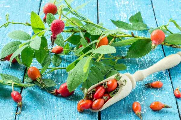 Rosehip - a natural source of vitamin C — Φωτογραφία Αρχείου