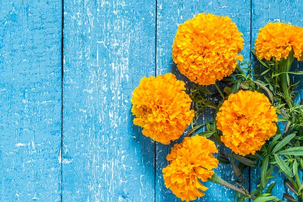 Orange marigolds on a blue wooden background — 图库照片