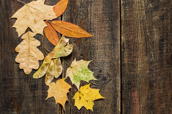 Different autumn leaves on the wooden background — Stock Fotó