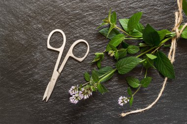 Sprigs of mint and scissors on the old slate blackboard