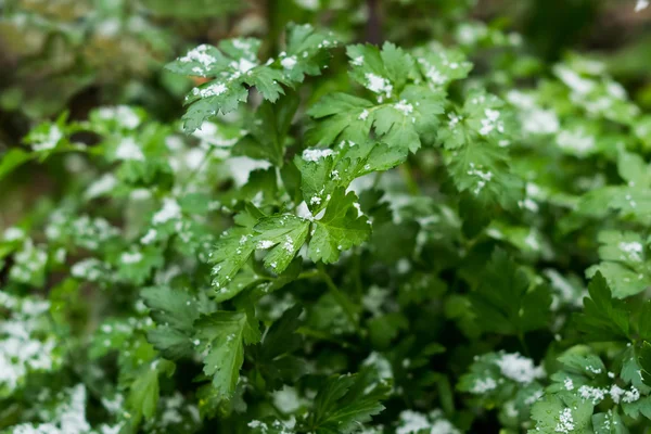 Parsley in the garden covered with snow — Stock Photo, Image