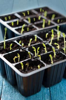 Fidan kasetlerine yeşil sürgünler 