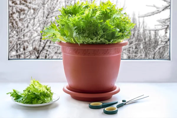 Creciendo lechuga en la ventana — Foto de Stock