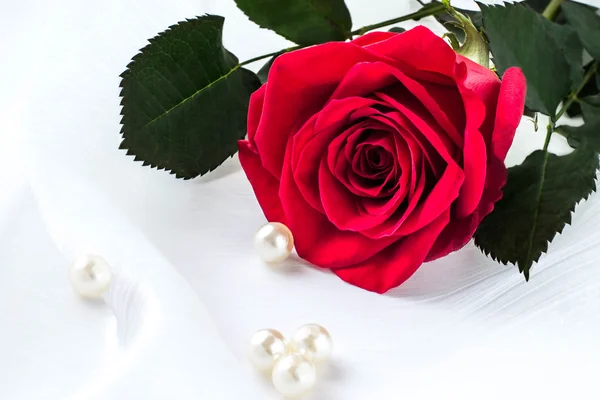 Bright red rose in a gift — Stock Photo, Image