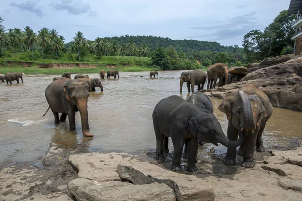 Elephants from the Pinnawala Elephant Orphanage bathe in the Maha Oya River in central Sri Lanka. The elephants are walked twice daily from the orphanage to bathe in the river.