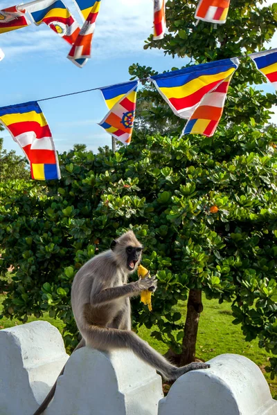 A Tufted Gray Langur enjoys eating a banana whilst sitting on the wall surrounding the Thuparama Dagoba at the ancient site of Anuradhapura  in central Sri Lanka. Buddhist flags are flying above the langur.