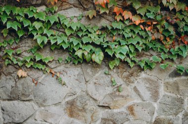 Yeşil yaprak dokusu. Yaprak dokusu arka planı. Duvardaki yaprak
