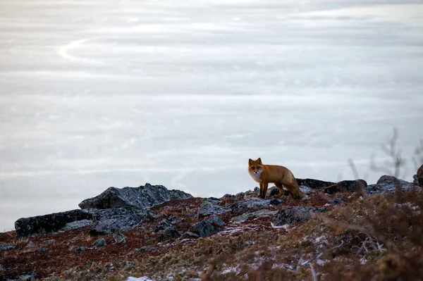 Büyük Bay Fox — Stok fotoğraf