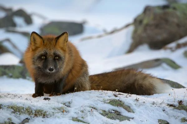 Red-black Fox — Stock Photo, Image