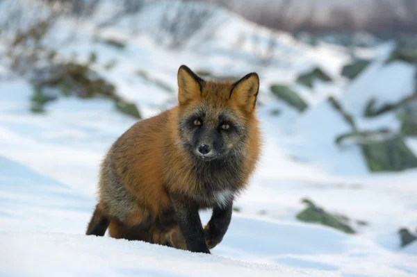 Red-black Fox — Stock Photo, Image