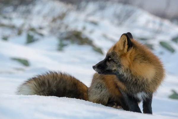 Red-black Fox — Stock Photo, Image
