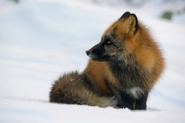 Red-black Fox — Stock Photo, Image