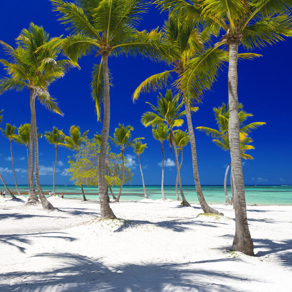 Beach on the tropical island