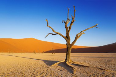 Çöl dunes