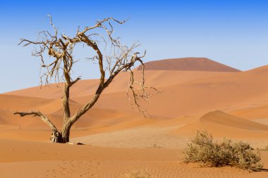 Çöl dunes
