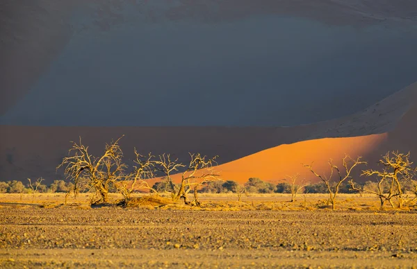 Dunes ของทะเลทราย — ภาพถ่ายสต็อก