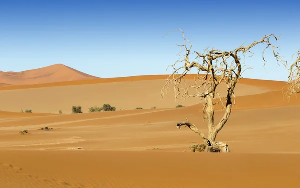 Dunas de deserto — Fotografia de Stock