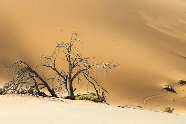 Dune del deserto — Foto Stock