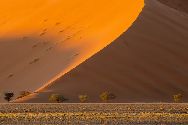 Dunes of desert — Stock Photo, Image