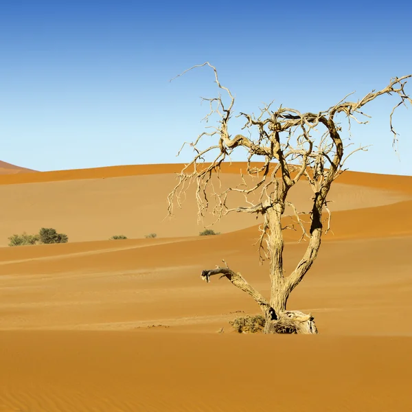 Dunes of desert — Stock Photo, Image