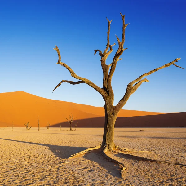 Çöl dunes